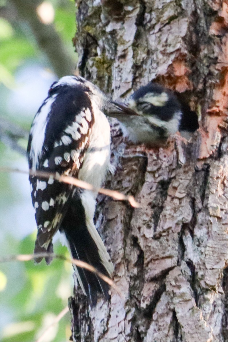 Hairy Woodpecker - Laura Brown