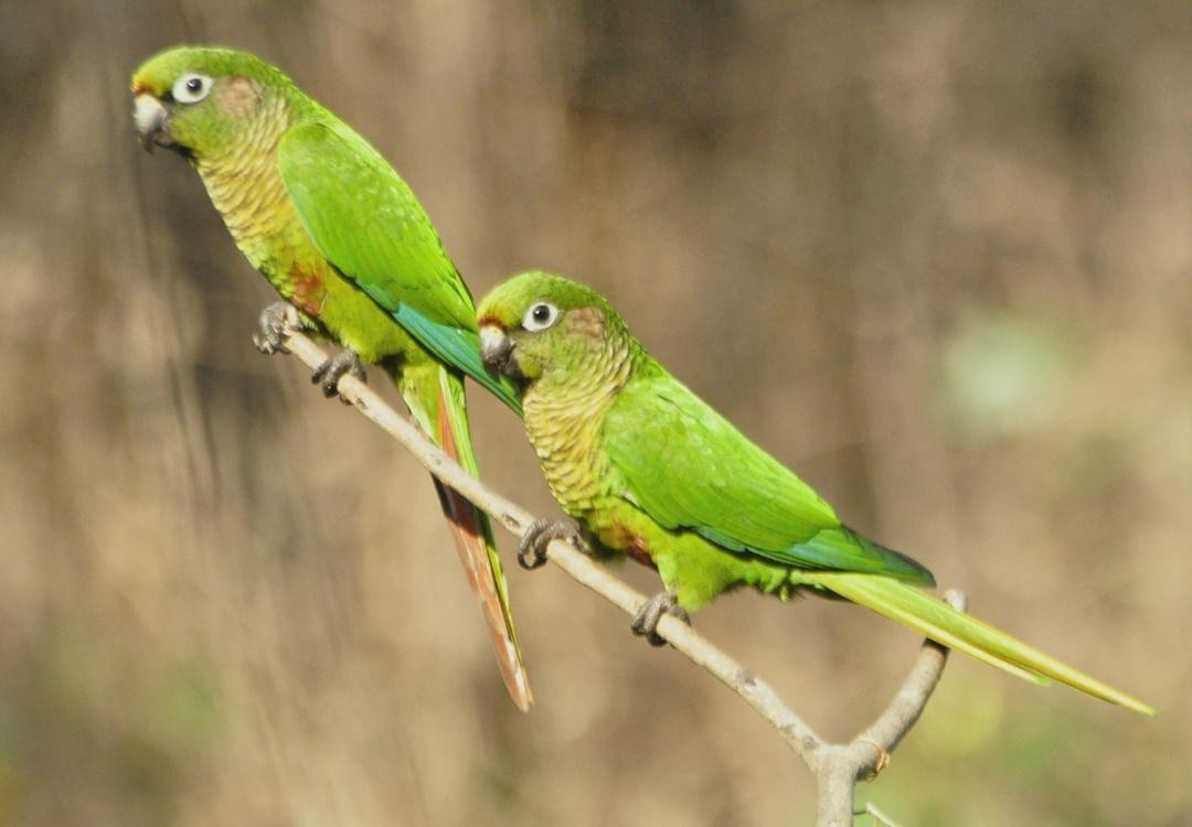 Maroon-bellied Parakeet - Vilma Oliveira