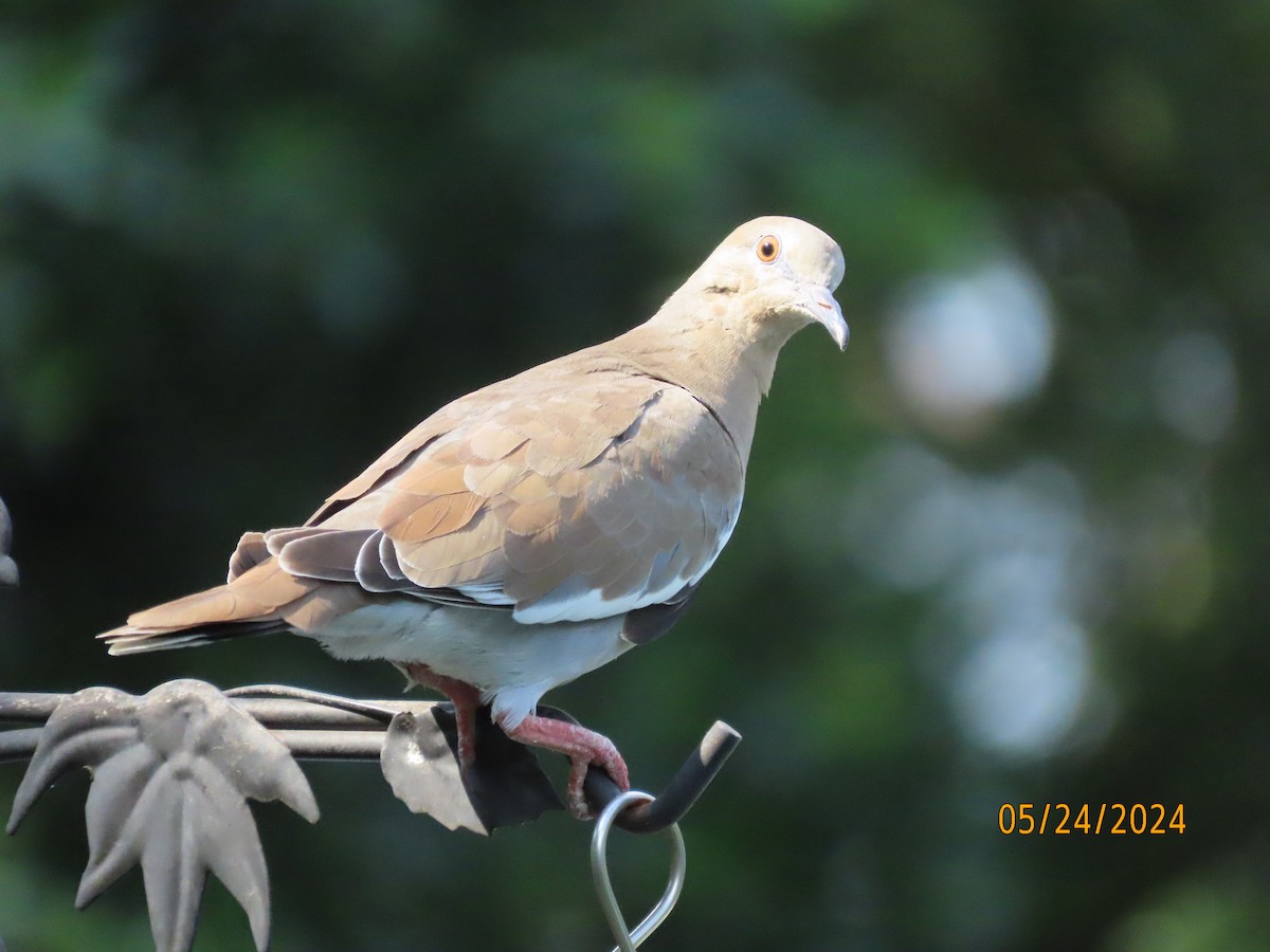 White-winged Dove - Susan Leake