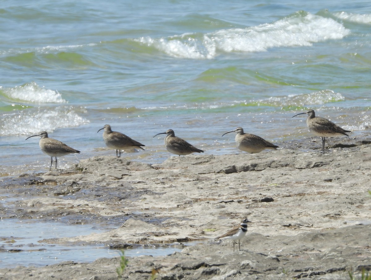 Whimbrel - Laurence Blight