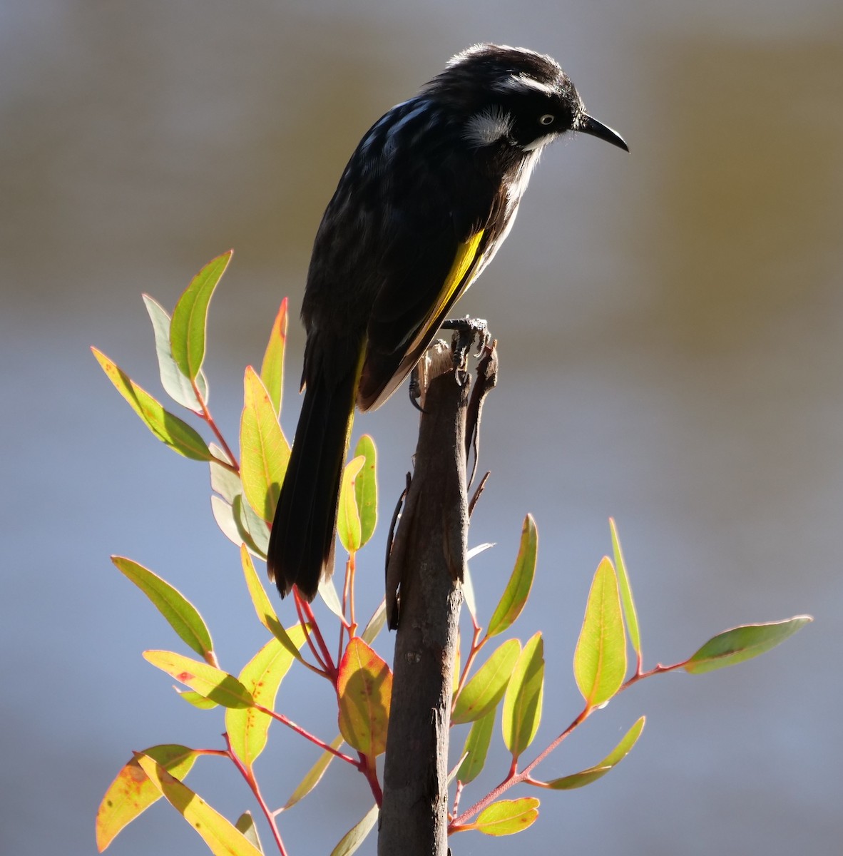 New Holland Honeyeater - ML619547654