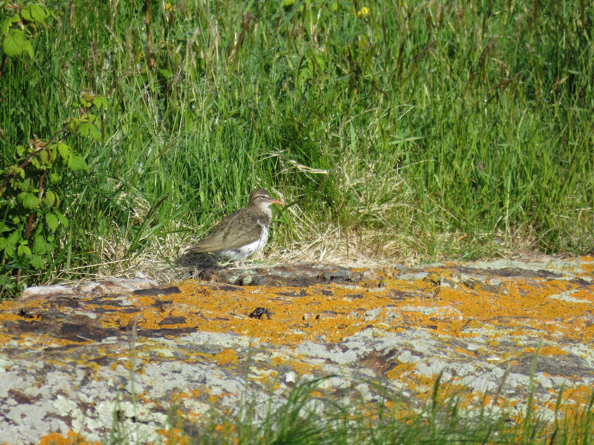 Spotted Sandpiper - Hannah Glass