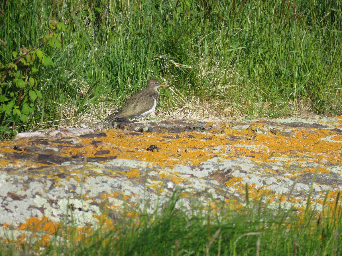 Spotted Sandpiper - Hannah Glass