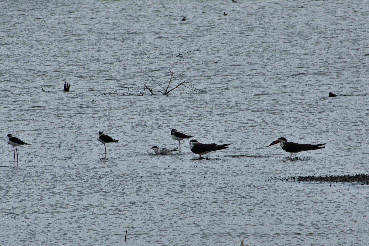 Black Skimmer - Rob Kelder