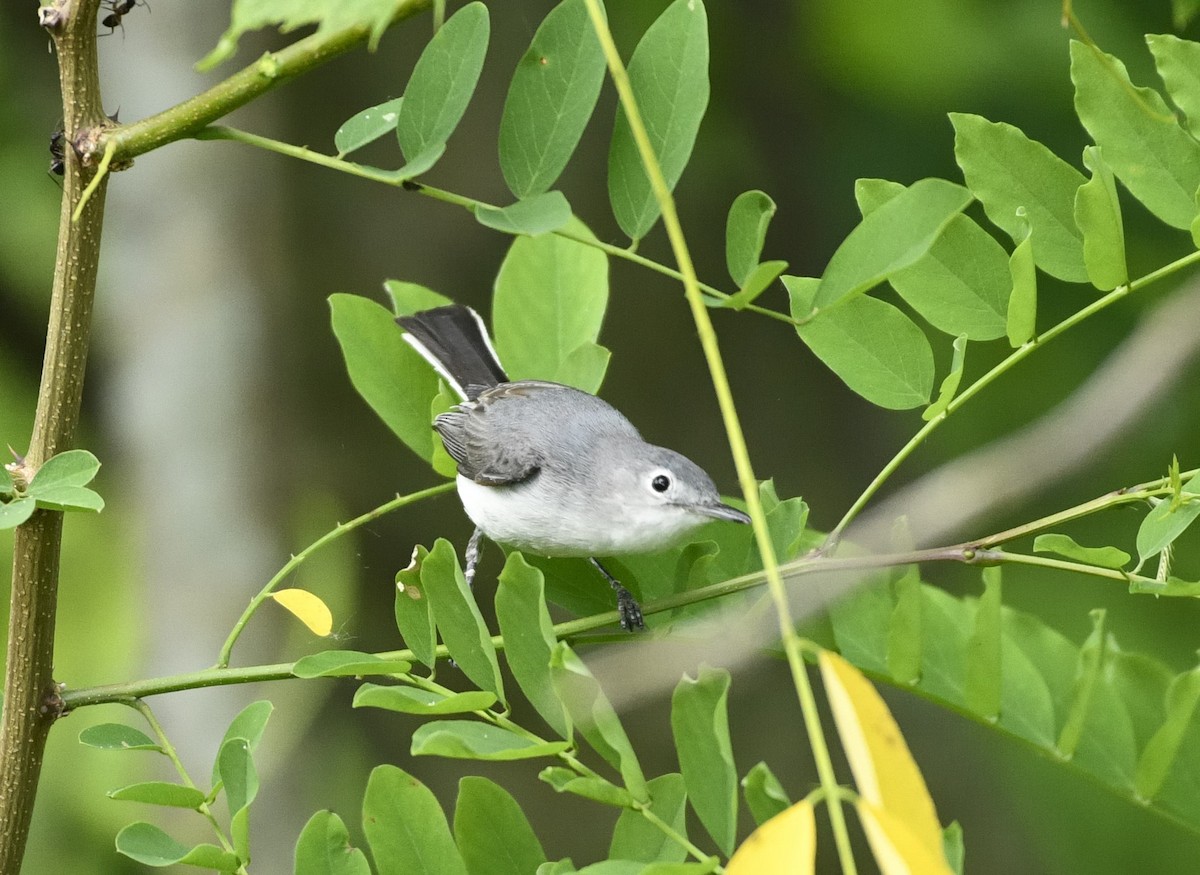 Blue-gray Gnatcatcher - Daniel King