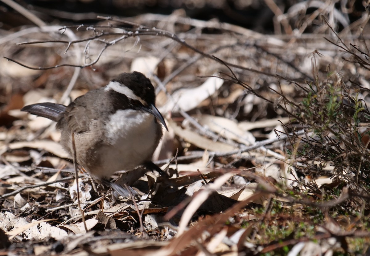 White-browed Babbler - Ian Gibson