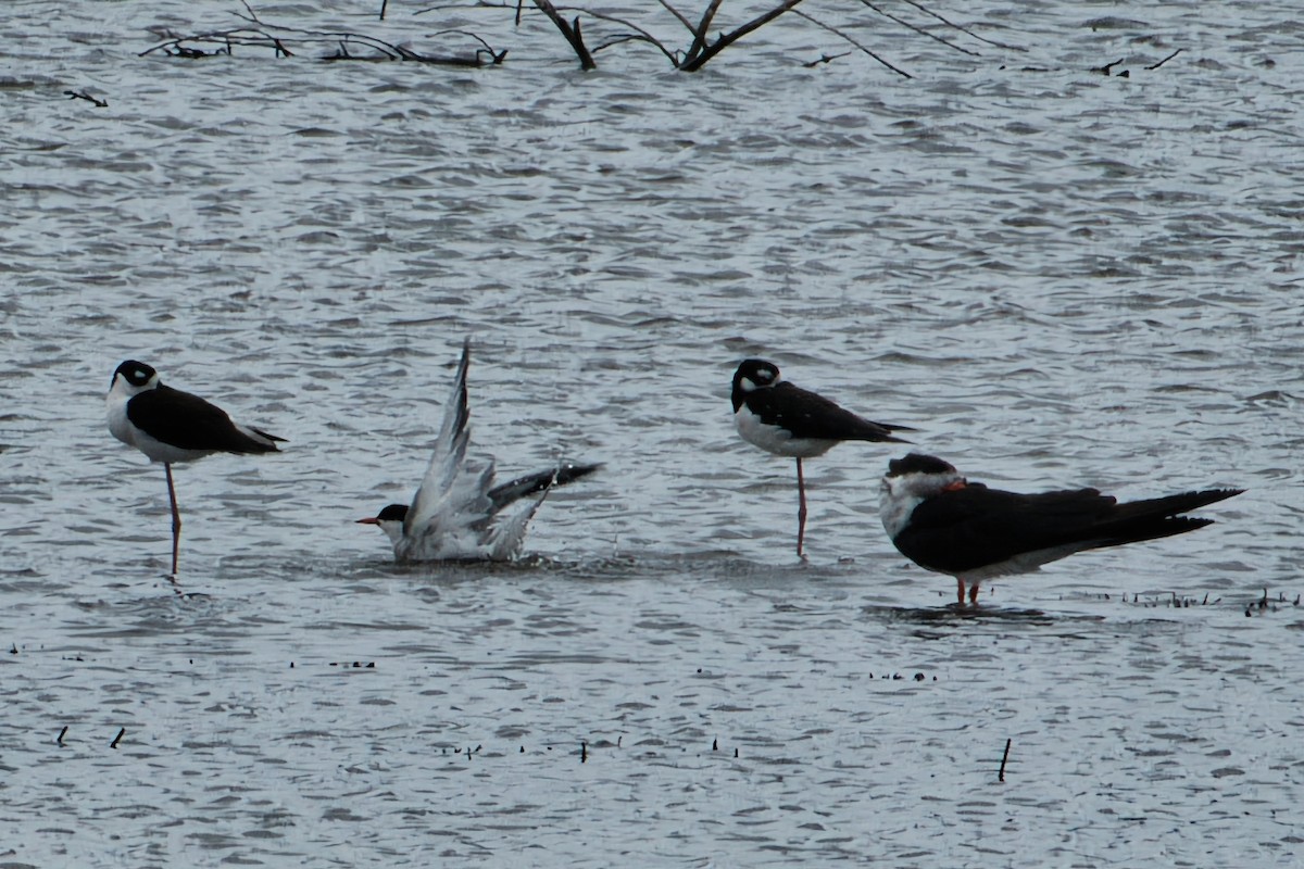 Black Skimmer - Rob Kelder