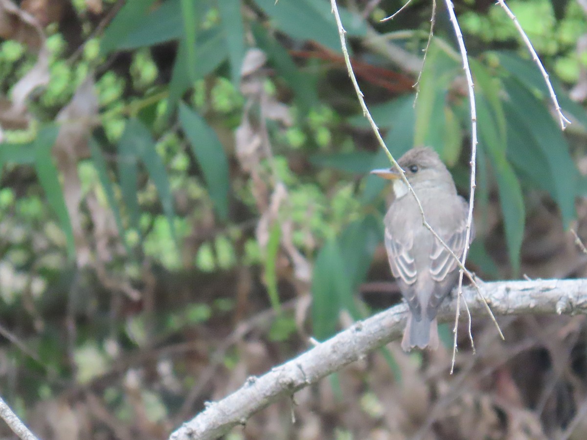 Western Wood-Pewee - Shirley Reynolds