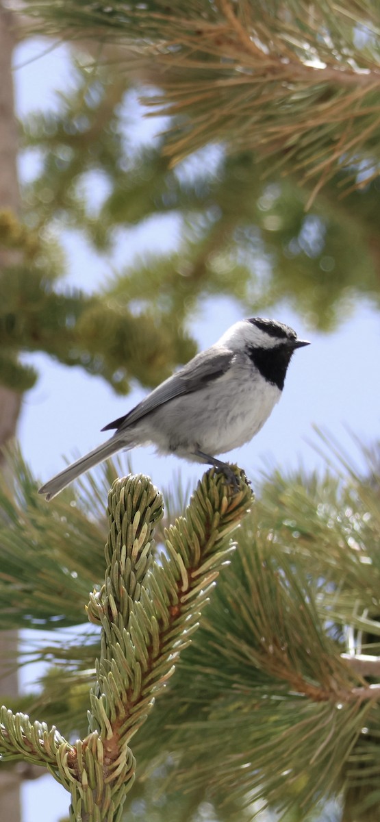 Mountain Chickadee - Tobias Felbeck