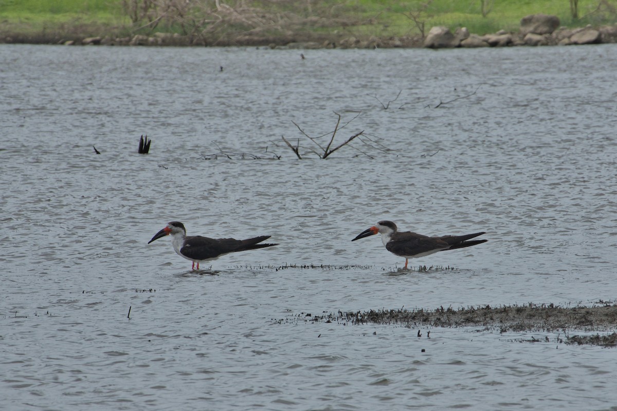 Black Skimmer - Rob Kelder