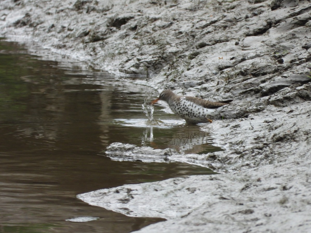 Spotted Sandpiper - Sylvain Proulx