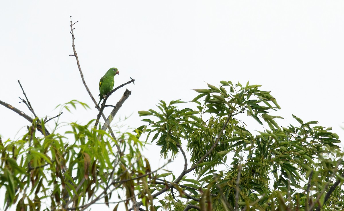 Yellow-chevroned Parakeet - Connor Cochrane