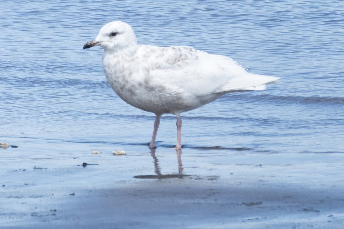 Iceland Gull - Mitch (Michel) Doucet