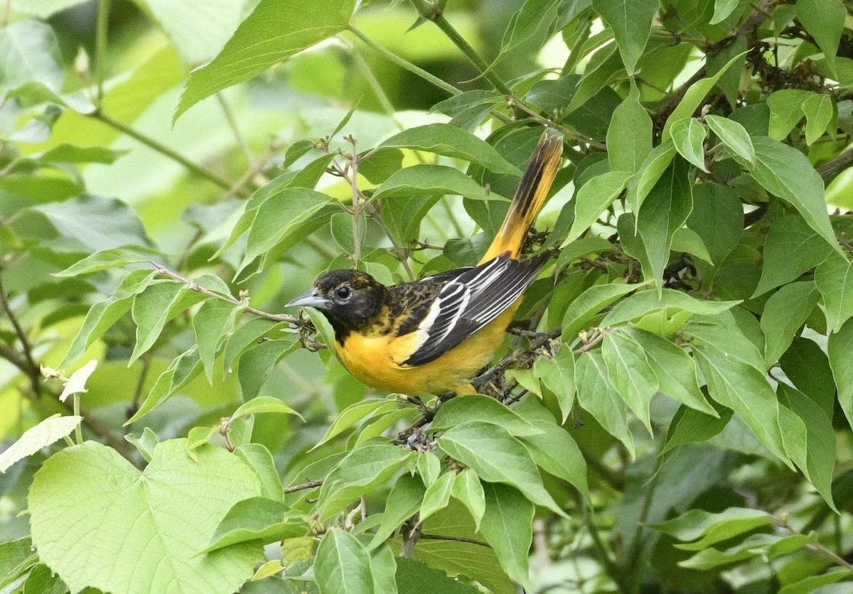 Baltimore Oriole - Daniel King