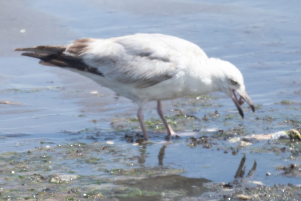 Herring Gull - Mitch (Michel) Doucet