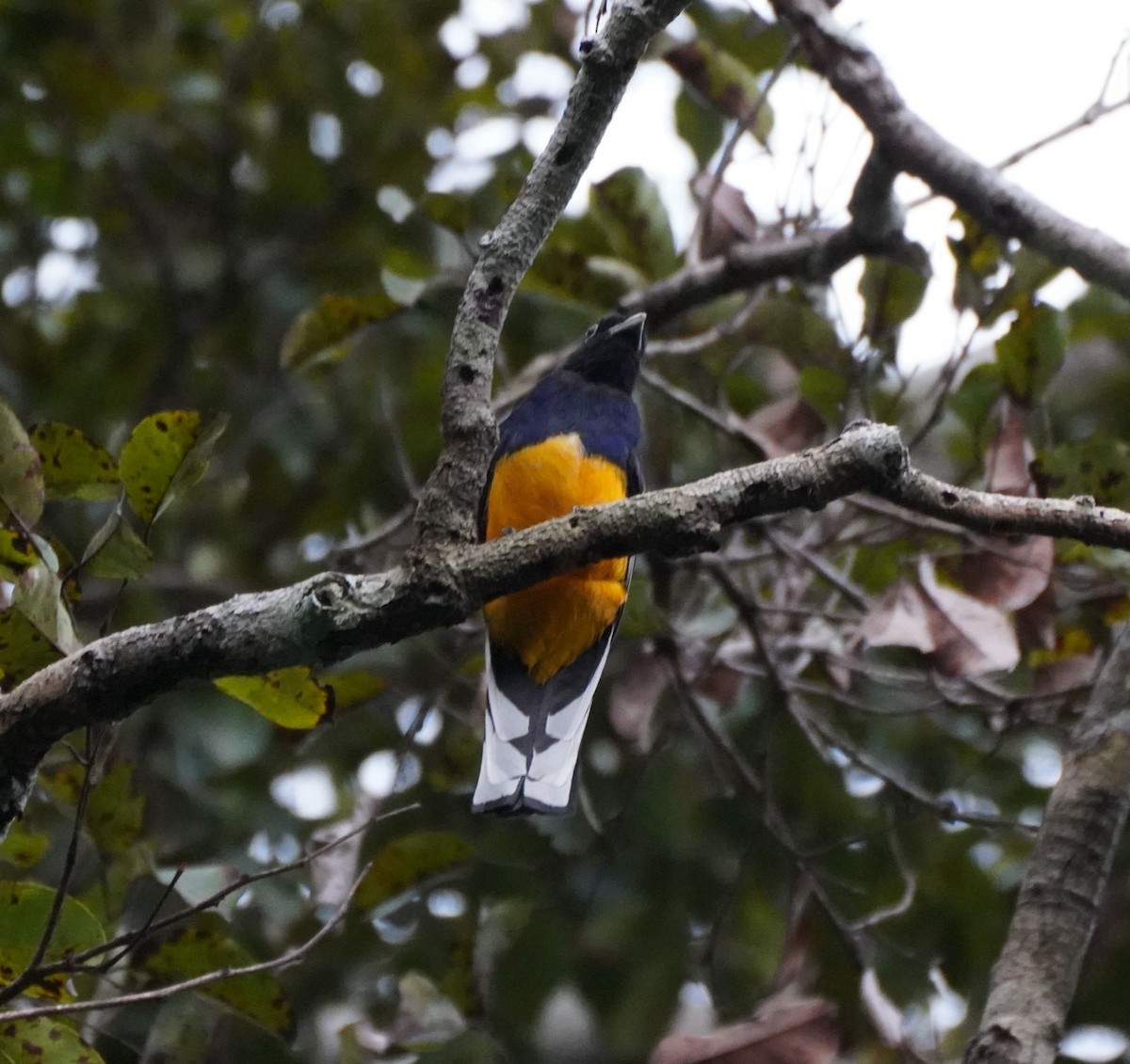 Green-backed Trogon - Clare Sammells