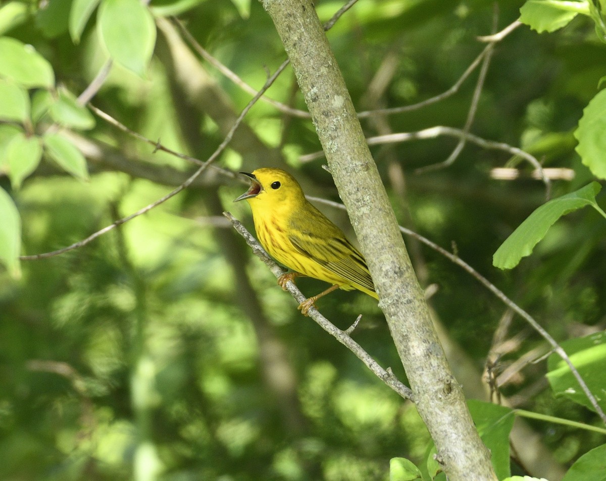 Yellow Warbler - Daniel King