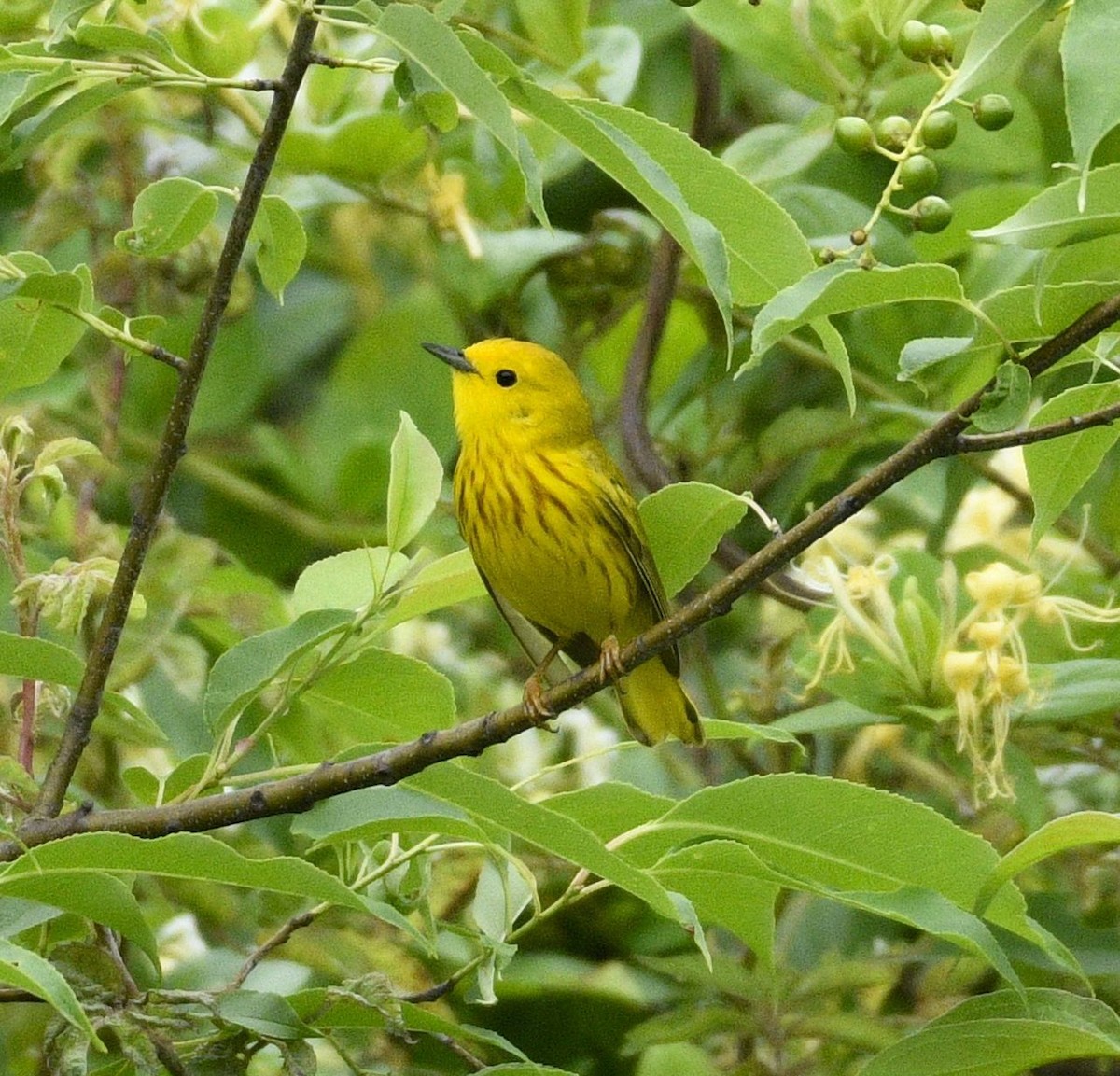 Yellow Warbler - Daniel King