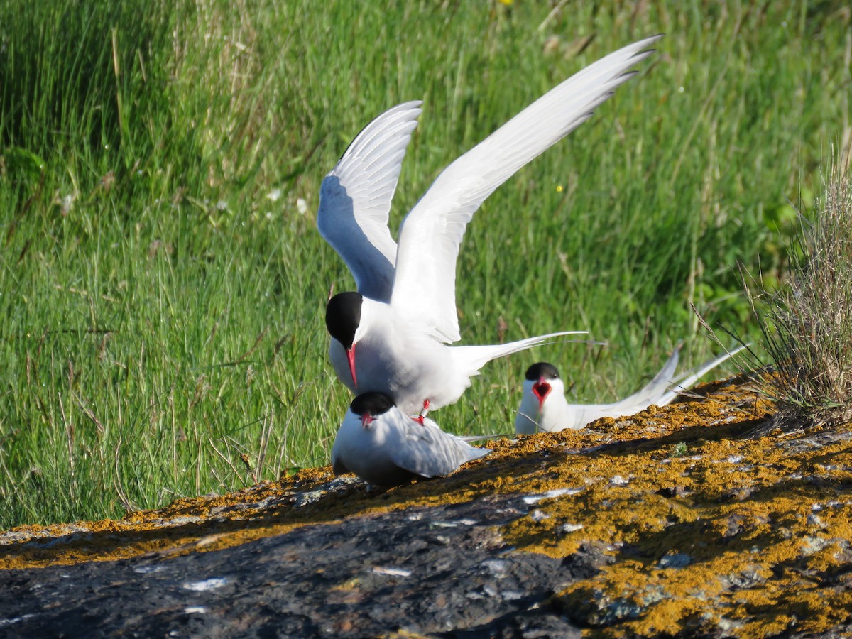 Arctic Tern - Hannah Glass