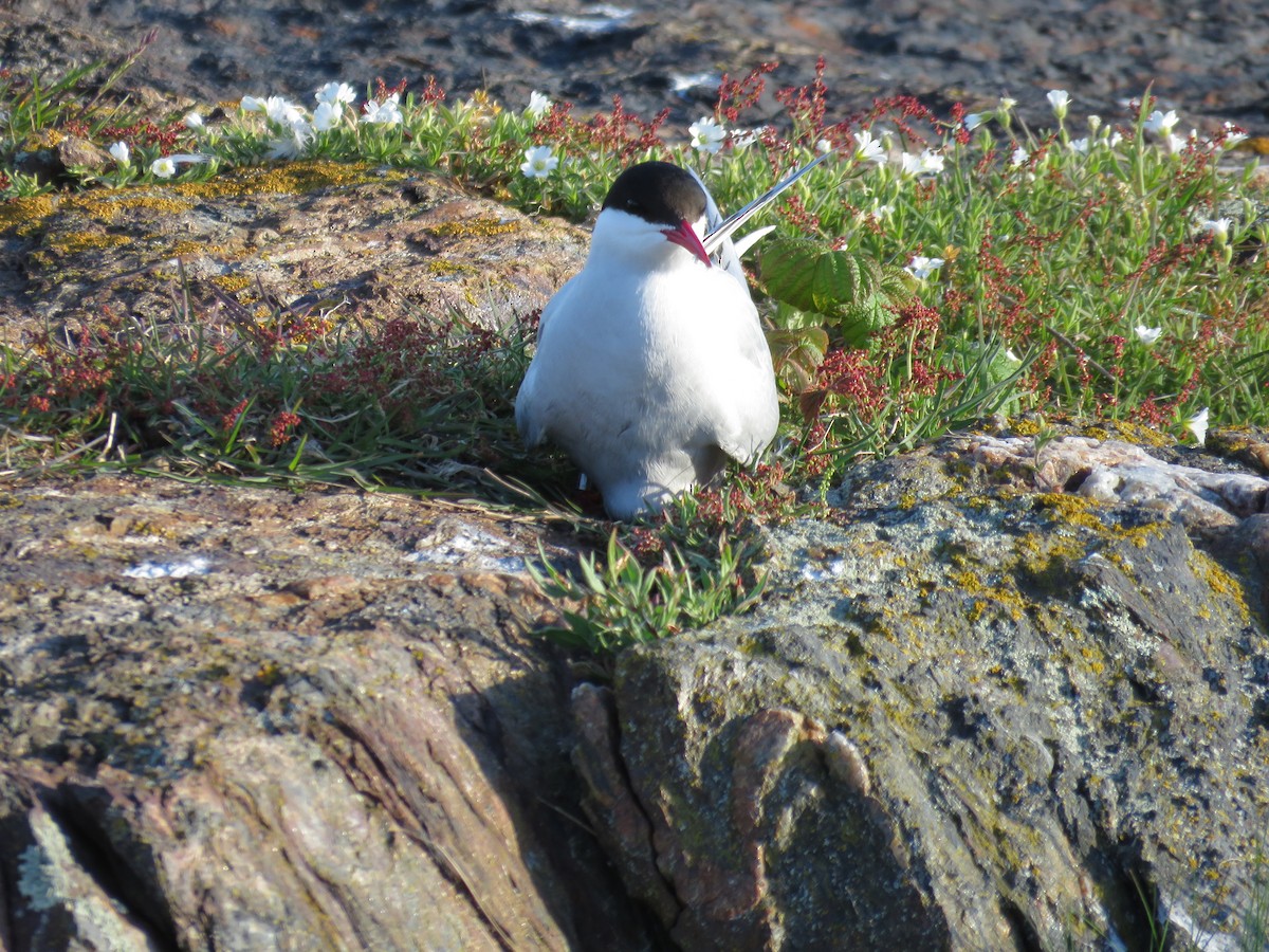 Arctic Tern - Hannah Glass