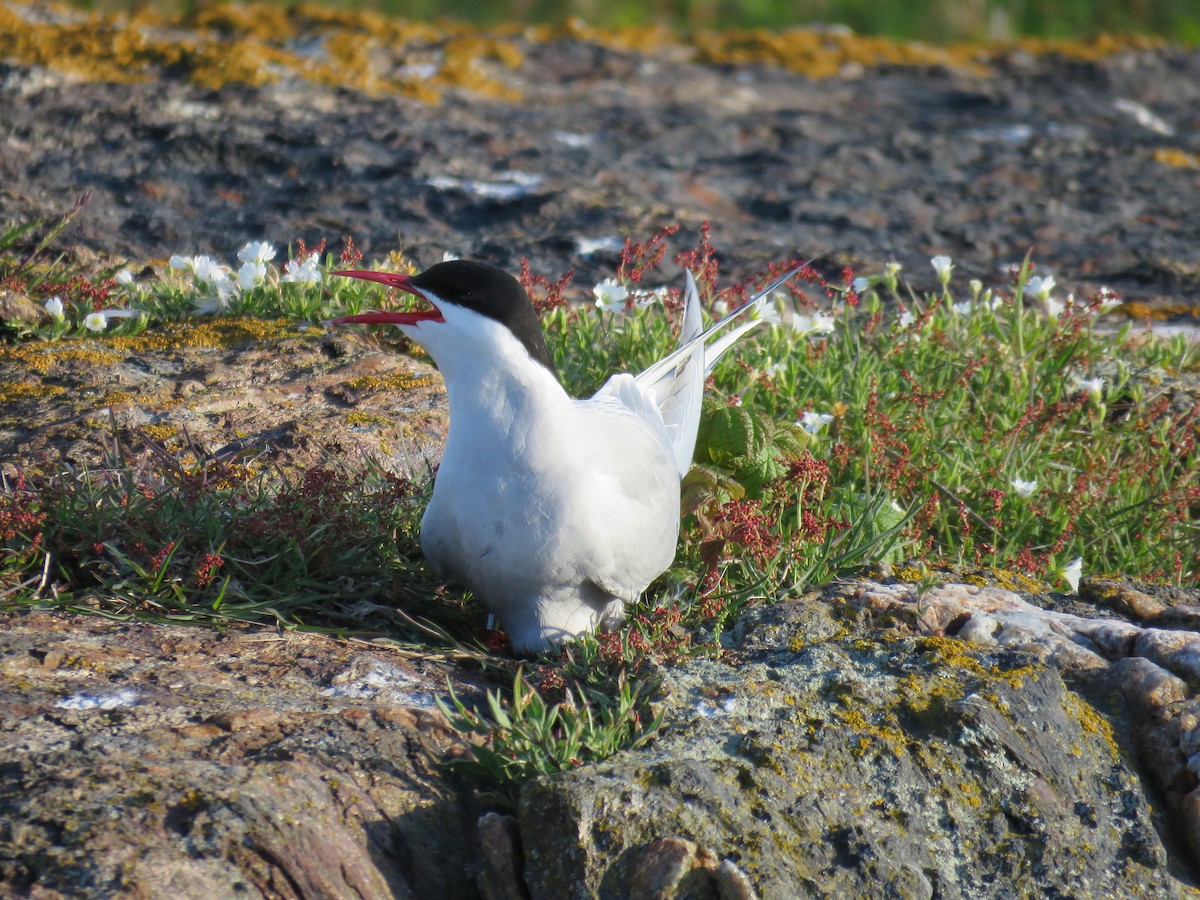 Arctic Tern - Hannah Glass