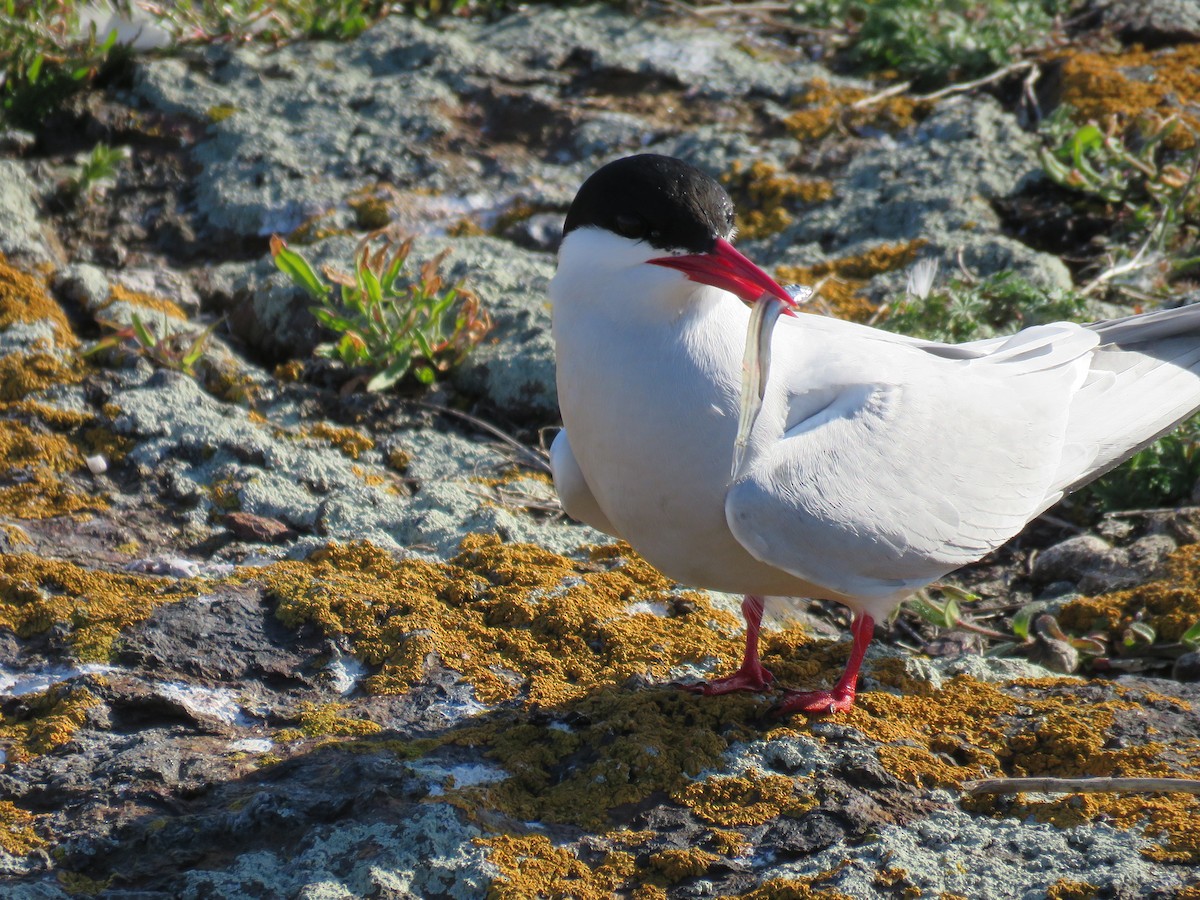 Arctic Tern - Hannah Glass