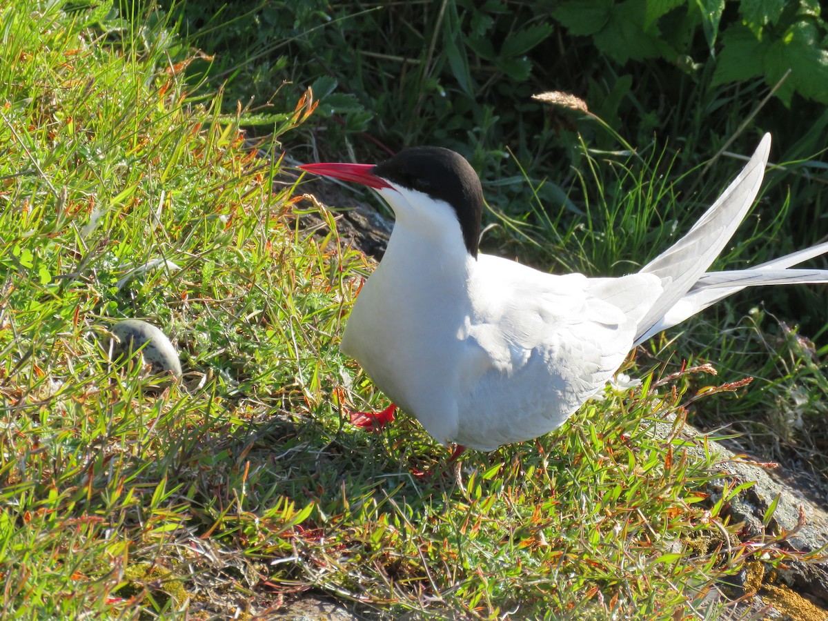 Arctic Tern - Hannah Glass