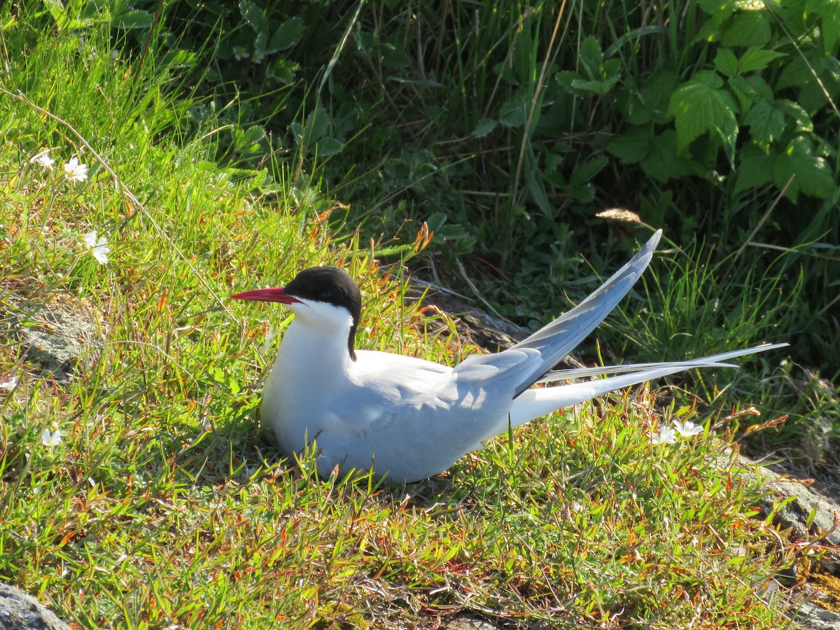 Arctic Tern - Hannah Glass