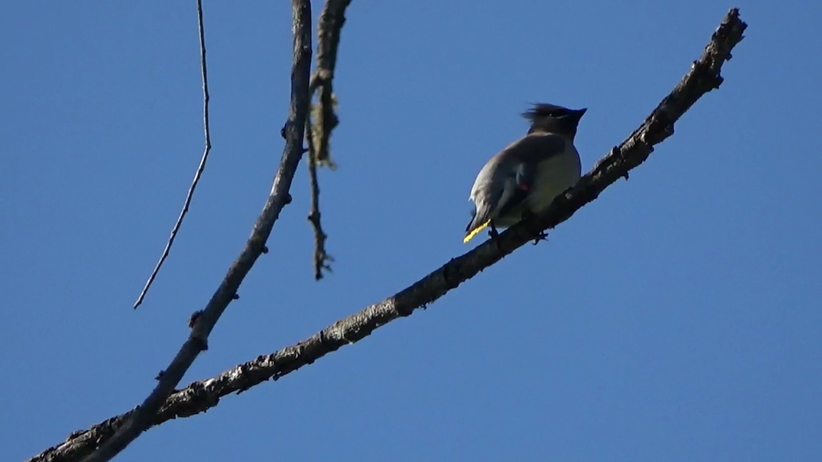 Cedar Waxwing - Bruce Schine