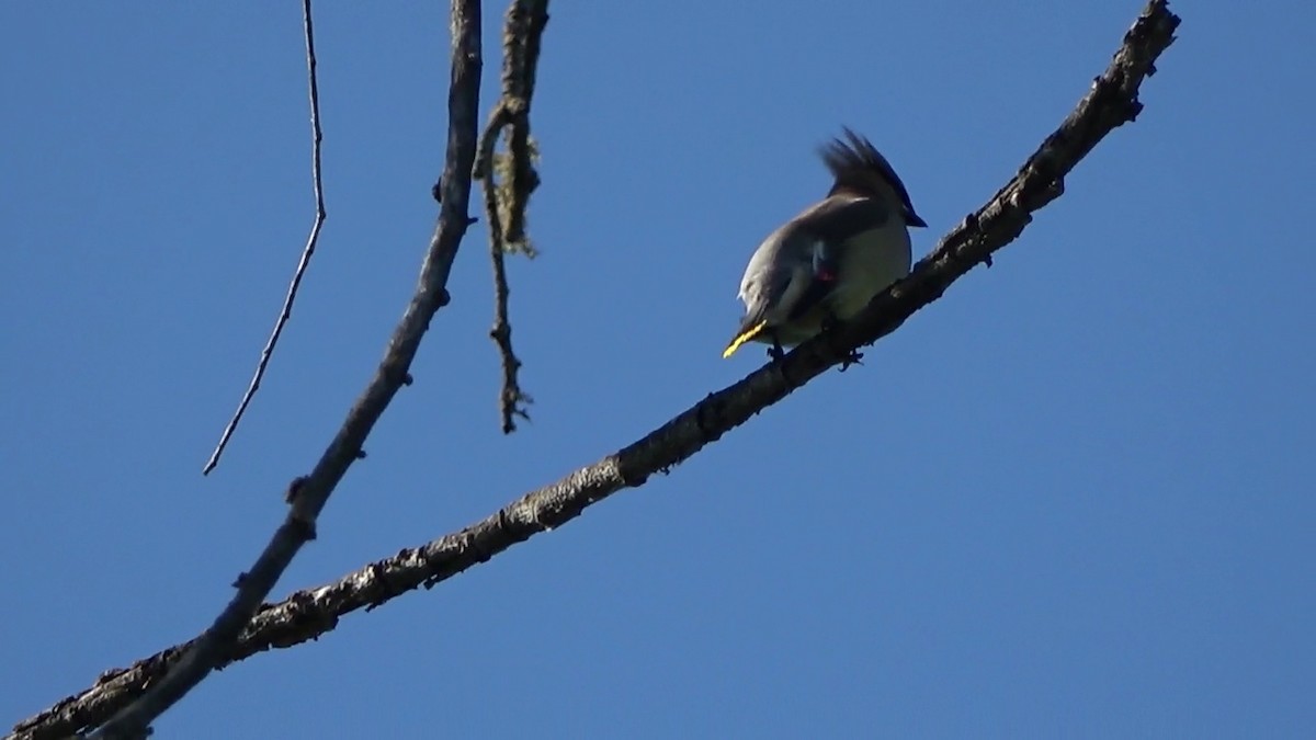 Cedar Waxwing - Bruce Schine