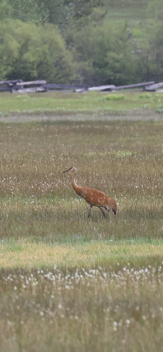 Sandhill Crane - Tobias Felbeck