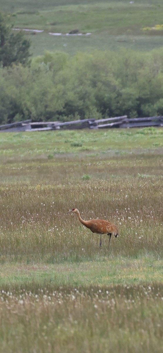 Sandhill Crane - Tobias Felbeck