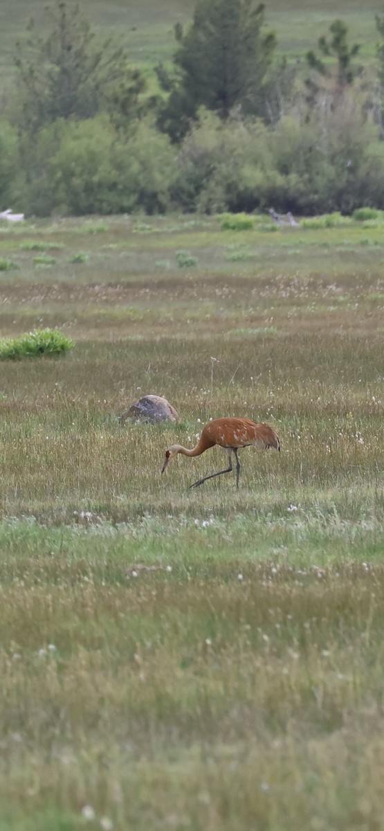 Sandhill Crane - Tobias Felbeck