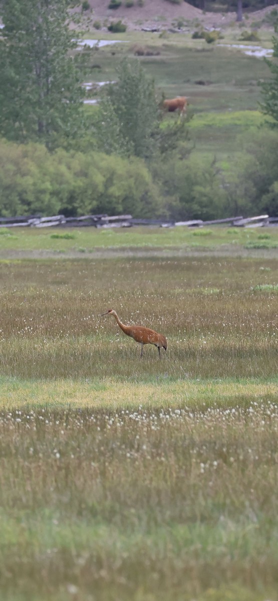 Sandhill Crane - Tobias Felbeck