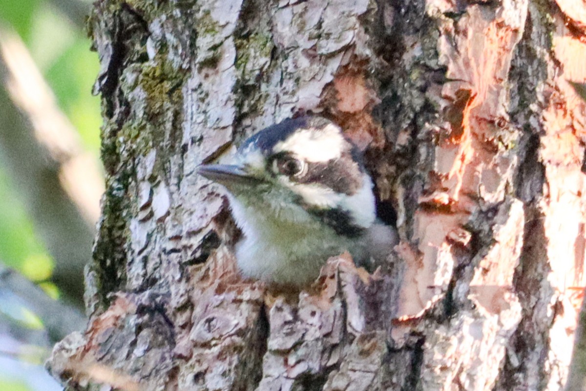 Hairy Woodpecker - Laura Brown