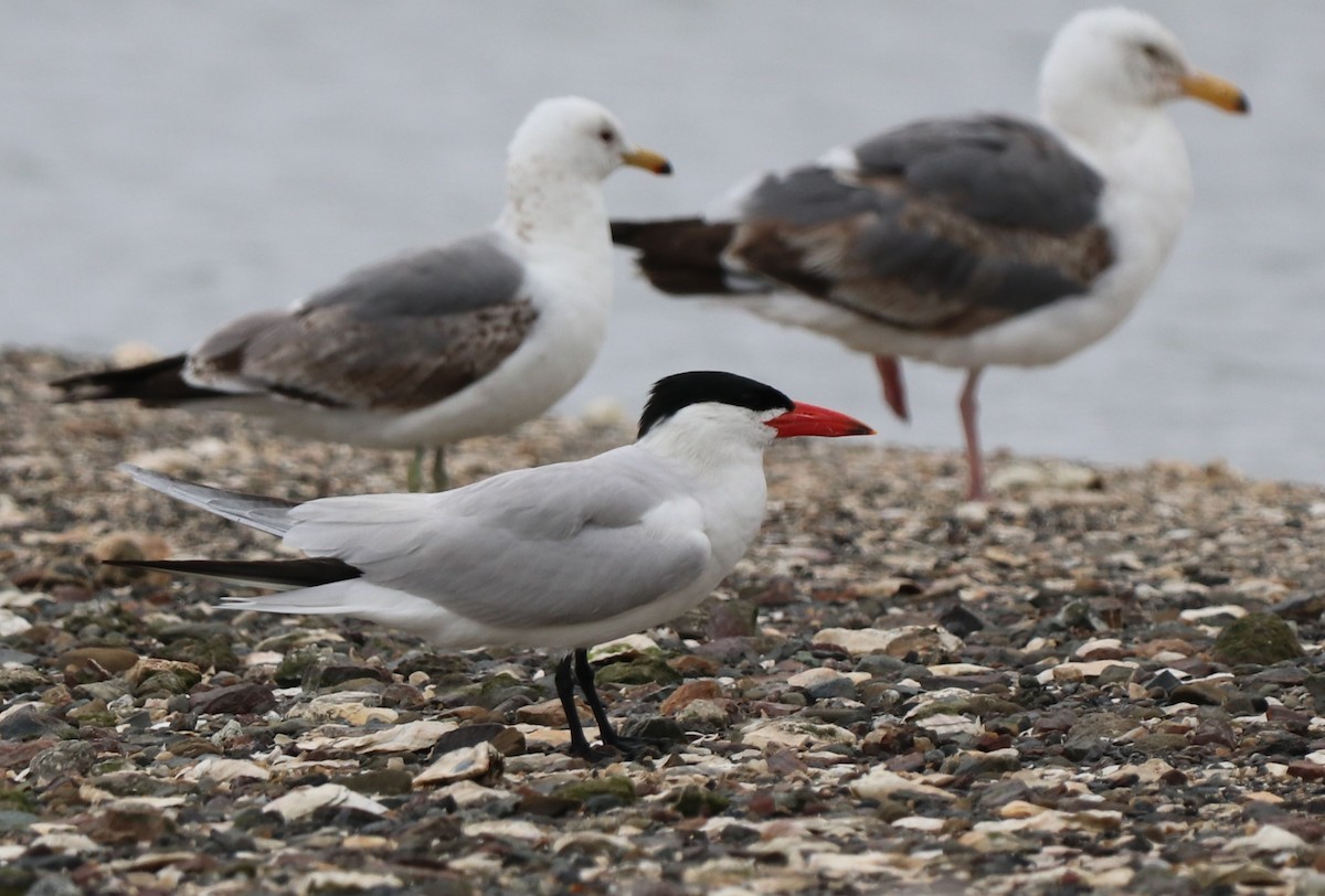 Caspian Tern - Chris Overington