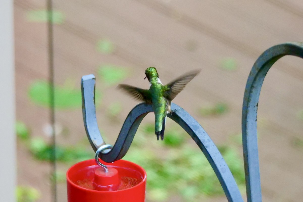 Ruby-throated Hummingbird - Bruce & Lori Whitehouse