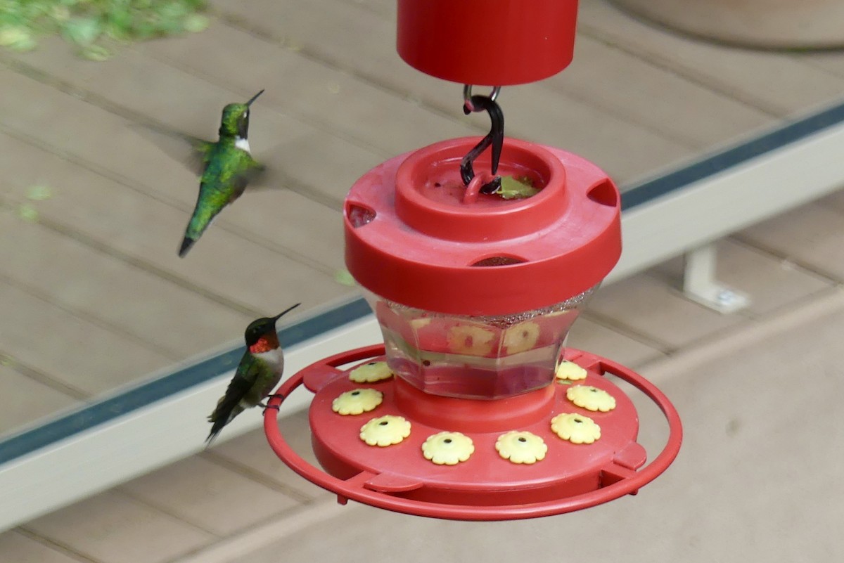 Ruby-throated Hummingbird - Bruce & Lori Whitehouse