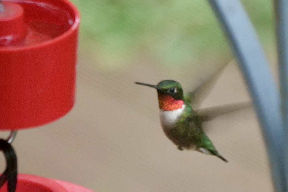 Ruby-throated Hummingbird - Bruce & Lori Whitehouse