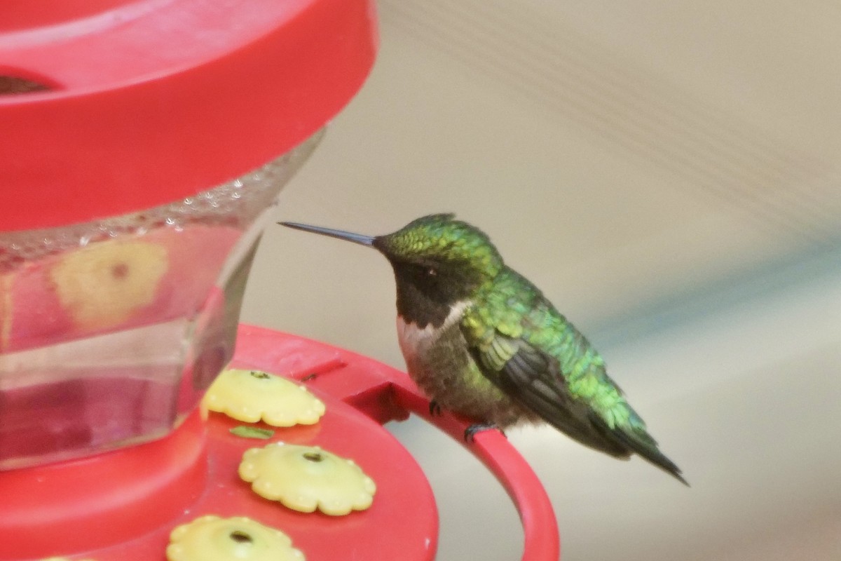 Ruby-throated Hummingbird - Bruce & Lori Whitehouse