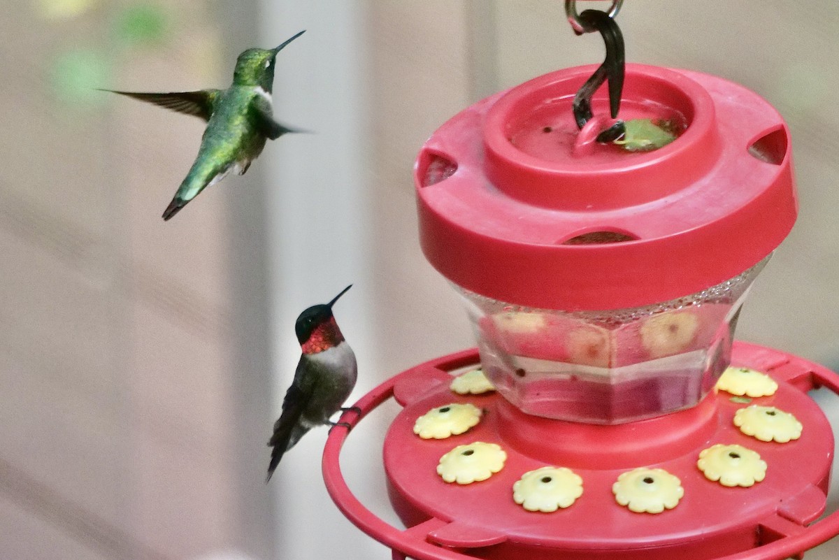 Ruby-throated Hummingbird - Bruce & Lori Whitehouse