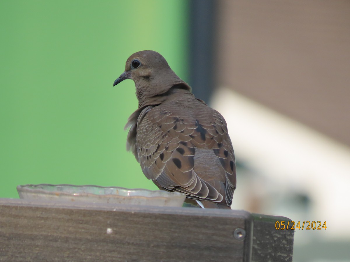 Mourning Dove - Susan Leake