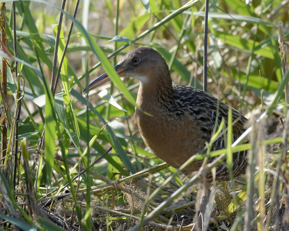 King Rail - ML619547738