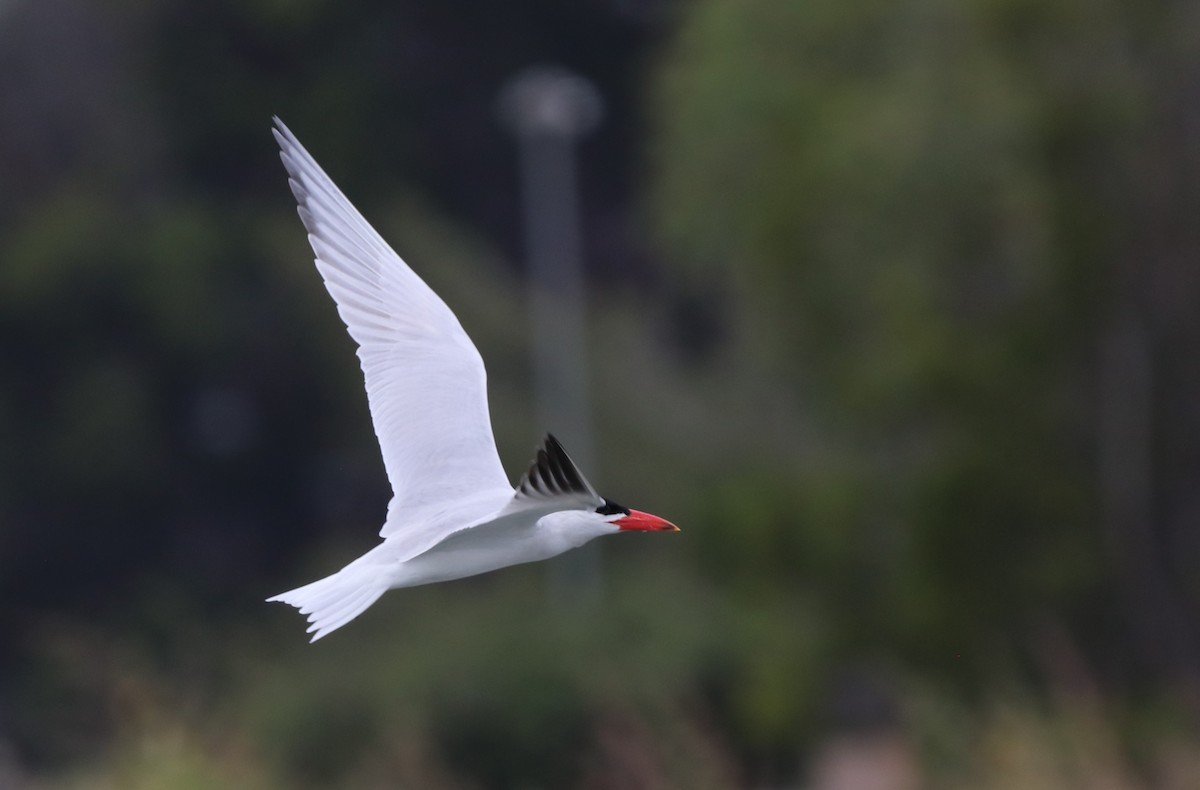 Caspian Tern - Chris Overington