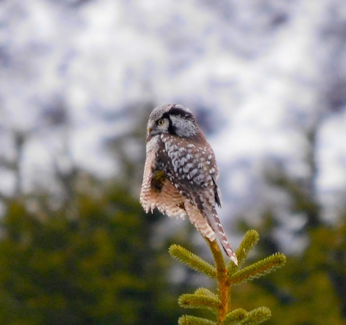 Northern Hawk Owl - Dan Bilderback