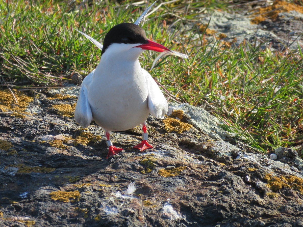 Arctic Tern - Hannah Glass