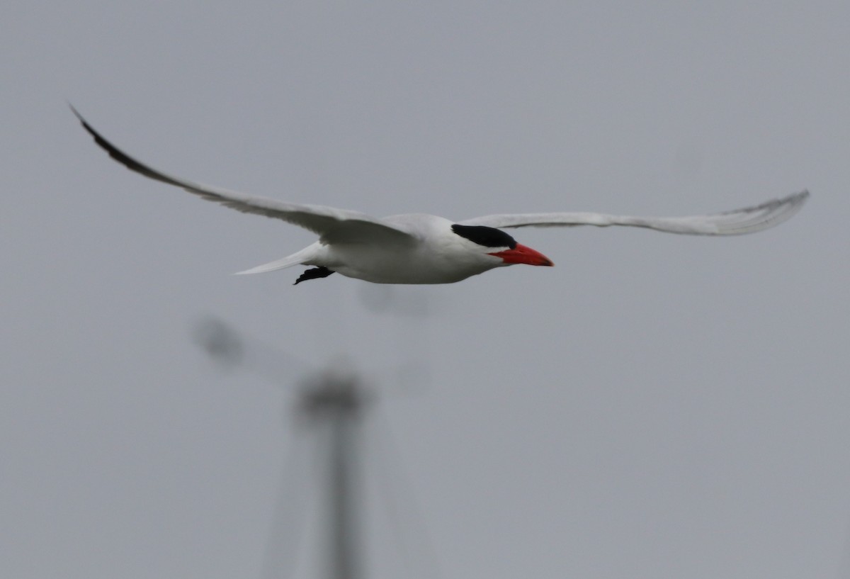 Caspian Tern - Chris Overington