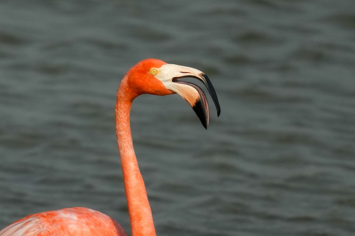 American Flamingo - Lucy Spade