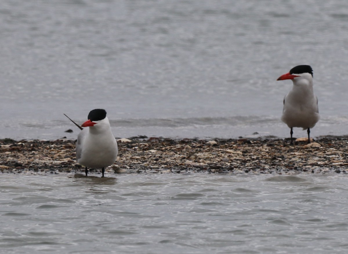 Caspian Tern - Chris Overington