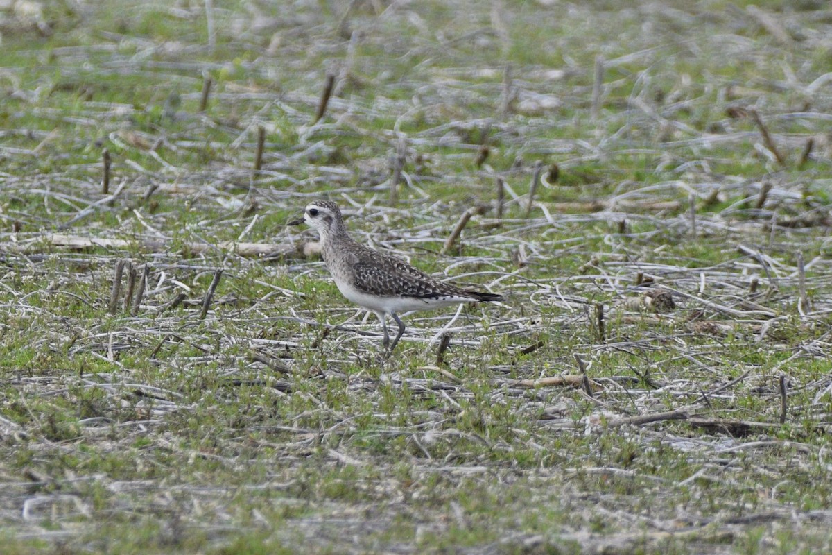 American Golden-Plover - Ailes and Dodson